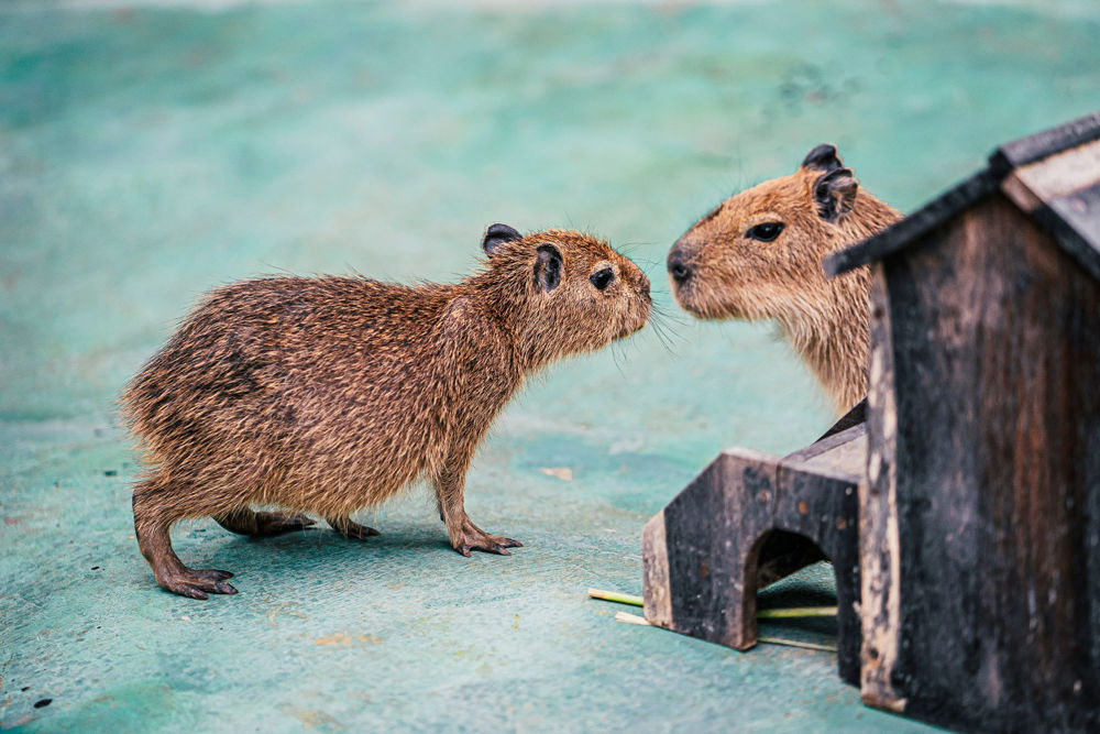Nông Trại Cún mùa đông